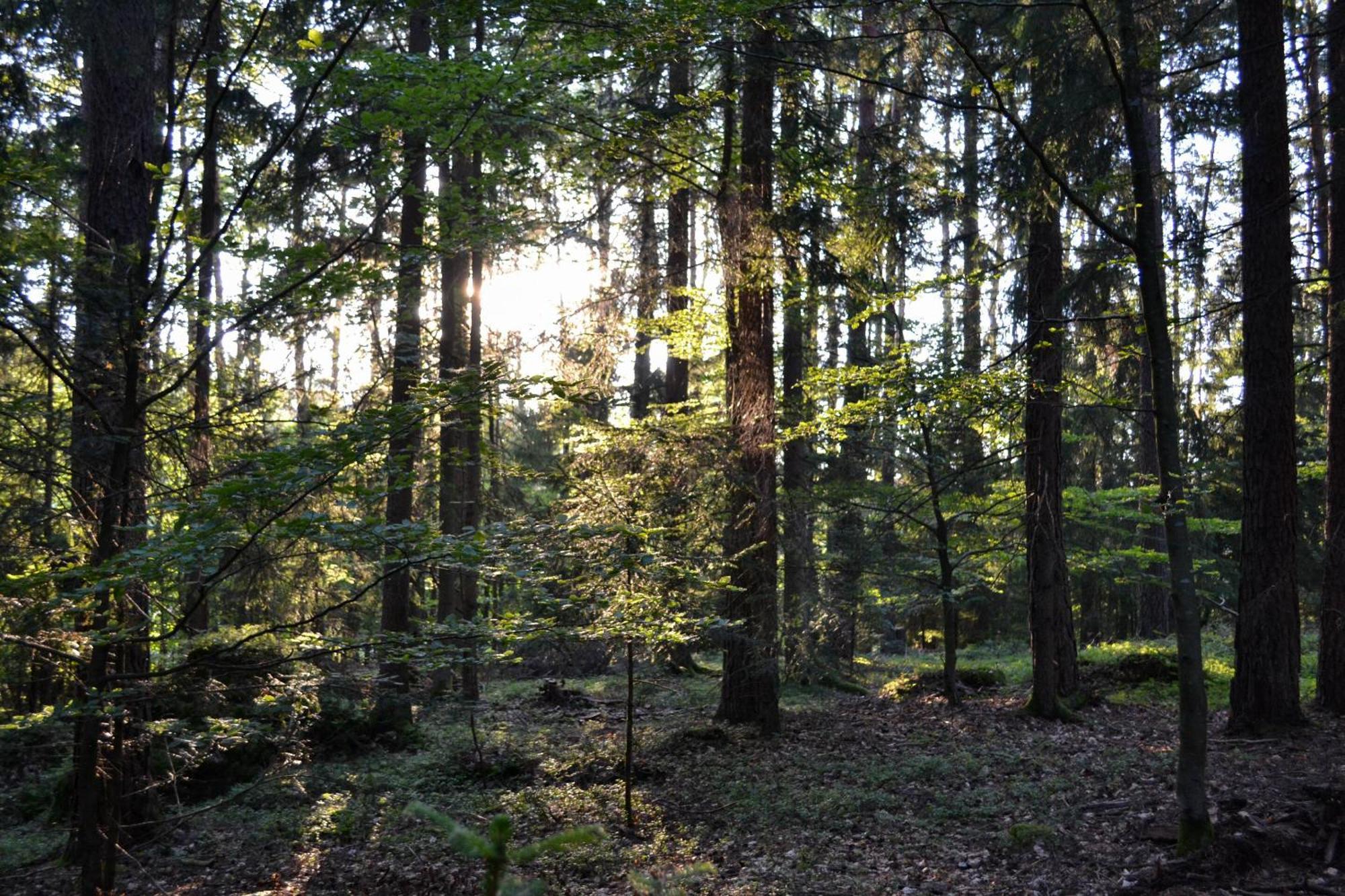Naturchalets 7 Sentidos Bischofsmais Bagian luar foto